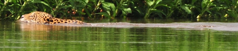 BRAZILIE - Pantanal - Jaguar zwemt de rio Miranda over
