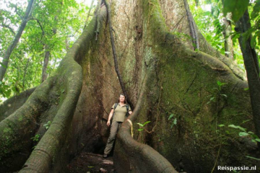 Vulcan Arenal – La Fortuna